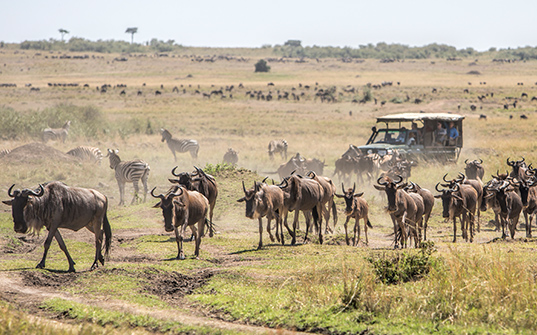 537x335-Itinerary-Images-4-Nights-in-Kenya2 537x335-Itinerary-Images-4-Nights-in-Kenya2