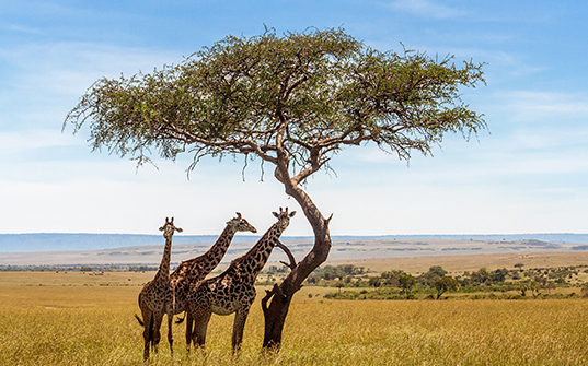 537x335-Itinerary-Images-4-Nights-in-Kenya3 537x335-Itinerary-Images-4-Nights-in-Kenya3