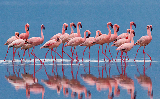 537x335-Itinerary-Images-4-Nights-in-Kenya4 537x335-Itinerary-Images-4-Nights-in-Kenya4