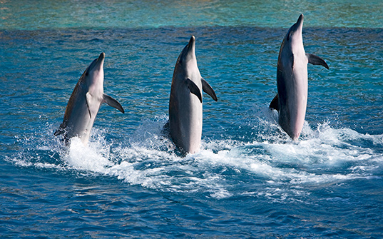 537x335-Itinerary-Images-5-Nights-in-Australia3 537x335-Itinerary-Images-5-Nights-in-Australia3