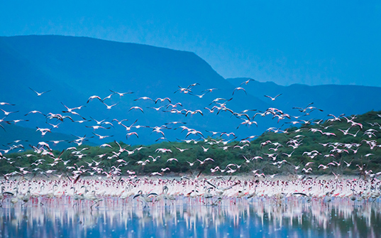537x335-Itinerary-Images-6-Nights-in-Kenya3 537x335-Itinerary-Images-6-Nights-in-Kenya3