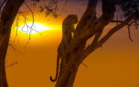 537x335-Itinerary-Images-6-Nights-in-Kenya4 537x335-Itinerary-Images-6-Nights-in-Kenya4
