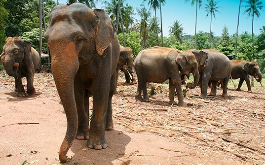 537x335-Itinerary-Images-6-Nights-in-Sri-Lanka2 537x335-Itinerary-Images-6-Nights-in-Sri-Lanka2