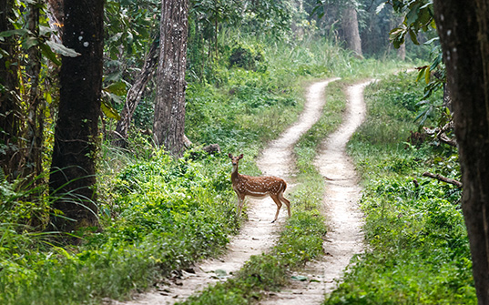 537x335-Itinerary-Images-7-Nights-in-Nepal5 537x335-Itinerary-Images-7-Nights-in-Nepal5