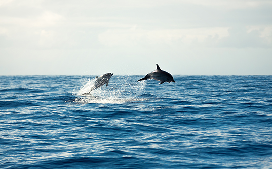 537x335-Itinerary-Images-Maldives2 537x335-Itinerary-Images-Maldives2