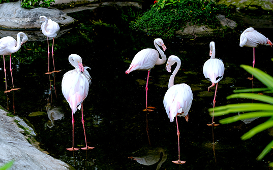 537x335-Itinerary-Images-Singapore1 537x335-Itinerary-Images-Singapore1