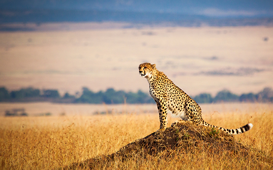 Kenya - Itinerary tour vacation packages - Image 2 Kenya - Itinerary tour vacation packages - Image 2