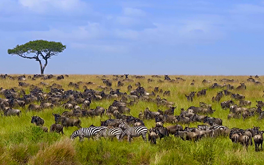 Kenya Vacation packages - Itinerary Images 2 Kenya Vacation packages - Itinerary Images 2