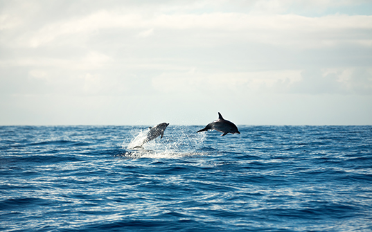 Sri Lanka tour packages - Itinerary day 11 Sri Lanka tour packages - Itinerary day 11 Image