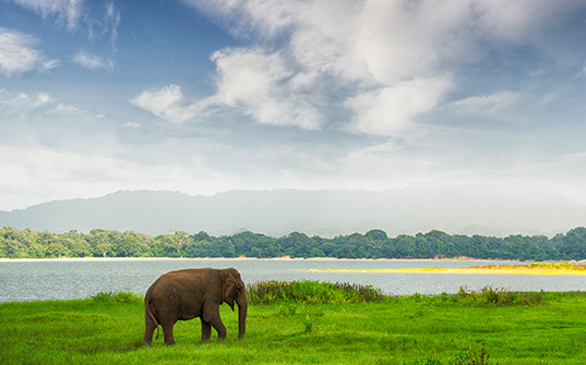Sri Lanka tour packages - Itinerary day 3 Sri Lanka tour packages - Itinerary day 3 Image