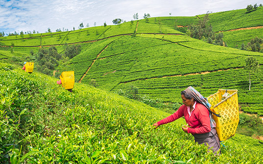 Sri Lanka tour packages - Itinerary day 6 Sri Lanka tour packages - Itinerary day 6 Image