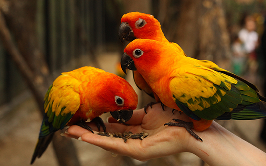 Thailand tour packages - Holidays Itinerary - Safari World - Bangkok Thailand tour packages - Vacations Itinerary - Safari World - Bangkok